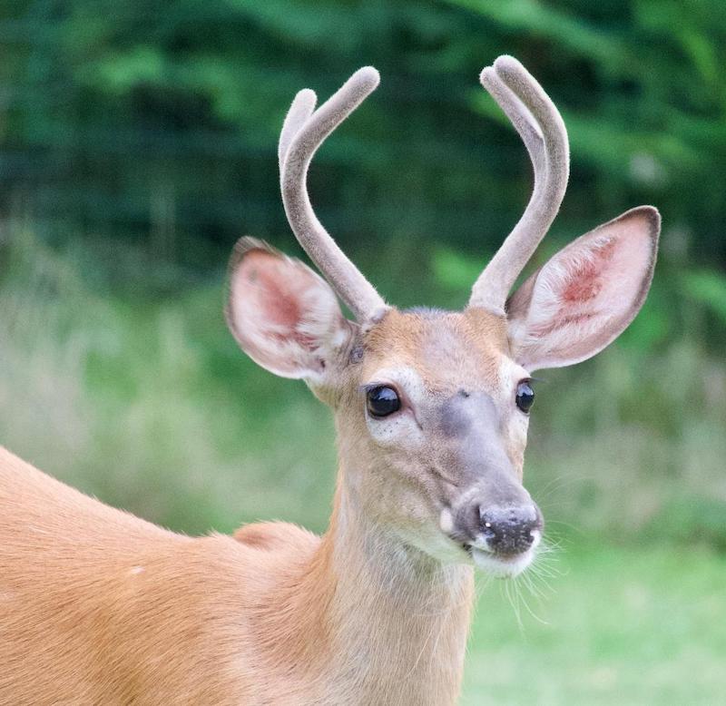 pet deer antlers covered