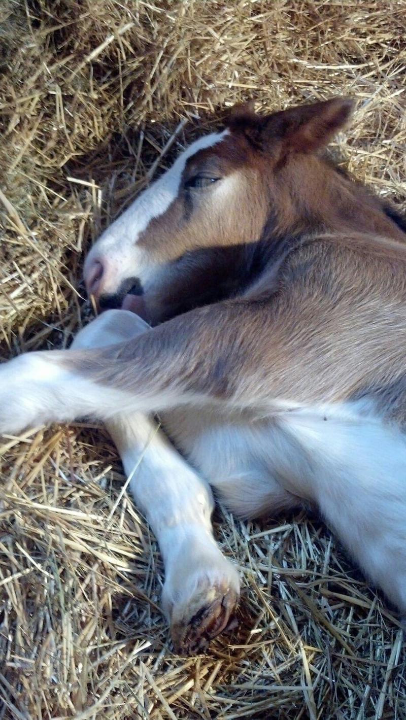 pet newborn foal