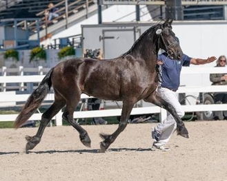 Action DAD Friesian trotting