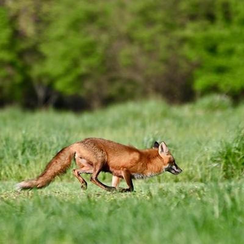 Action running fox