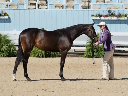 All That Dev on Best Young Horse owned and handled by Elizabeth Capor