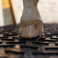 Belm rubber 4