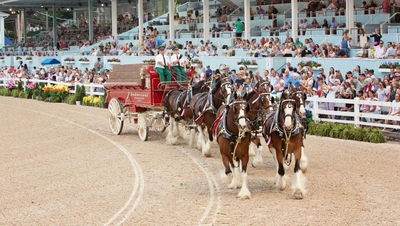 Budweiser Clydesdales 24