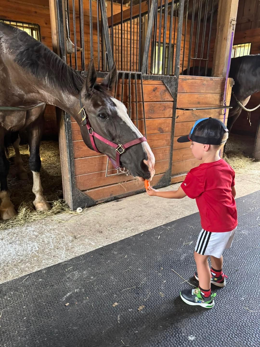 Candid Boy carrot horse Venditta