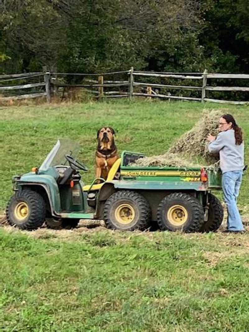 Candid dog spervises hay 