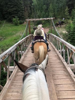 Candid horses on bridge
