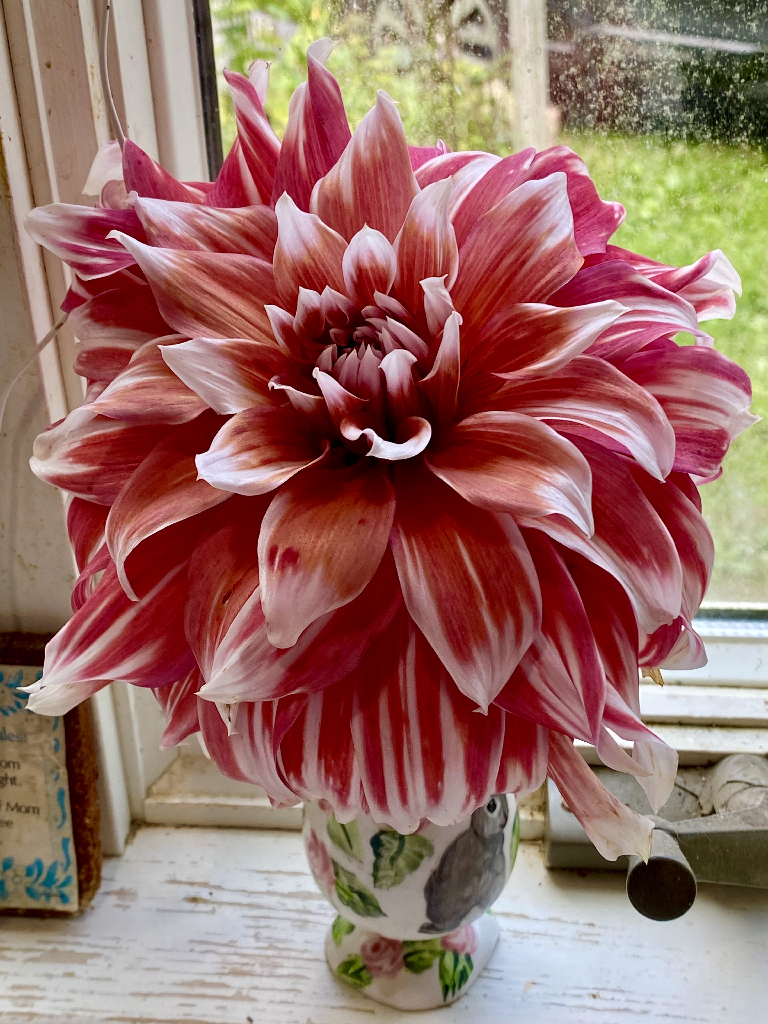 Dahlia one