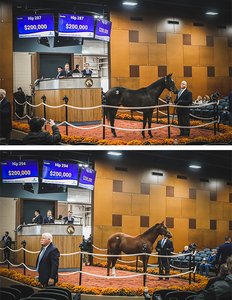 Fasig Tipton sales toppers