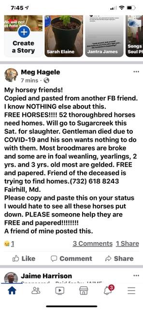Free horses