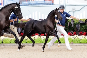 Iron Spring 3 Valentine