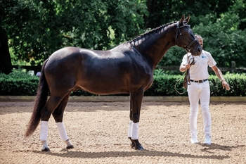 Iron Spring 4 Cum Laude