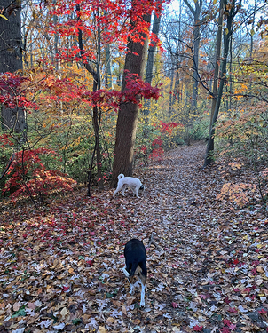 Kids dogs in woods 1