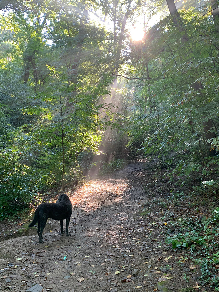 Kids dogs in woods 5