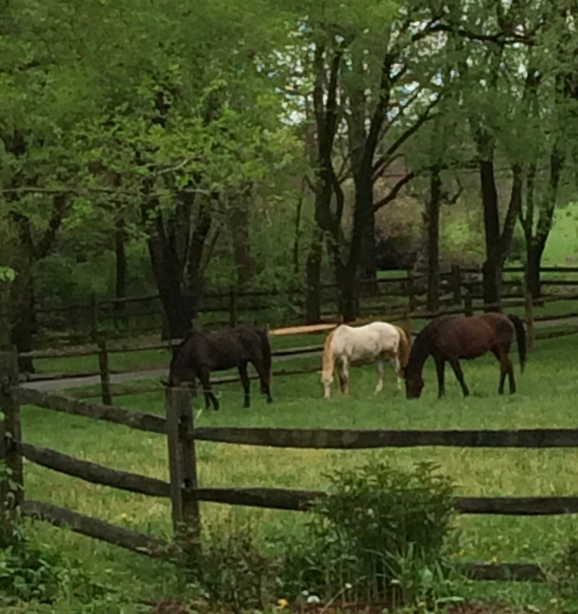 Kids horses in field malinics