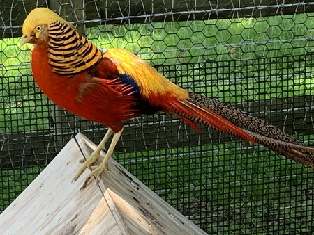 Kids orange bird