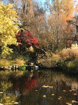 Kids pond fall 4