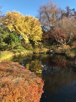 Kids pond in fall