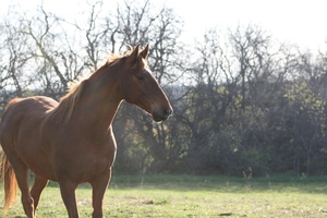 Love horse 3