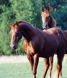 Love thehorse 2