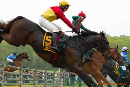 Mr. Fine Threads Animal Kingston Shootis Great Road