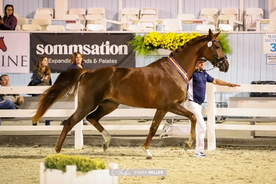 Noblewood Tarpania Quinnten Alston