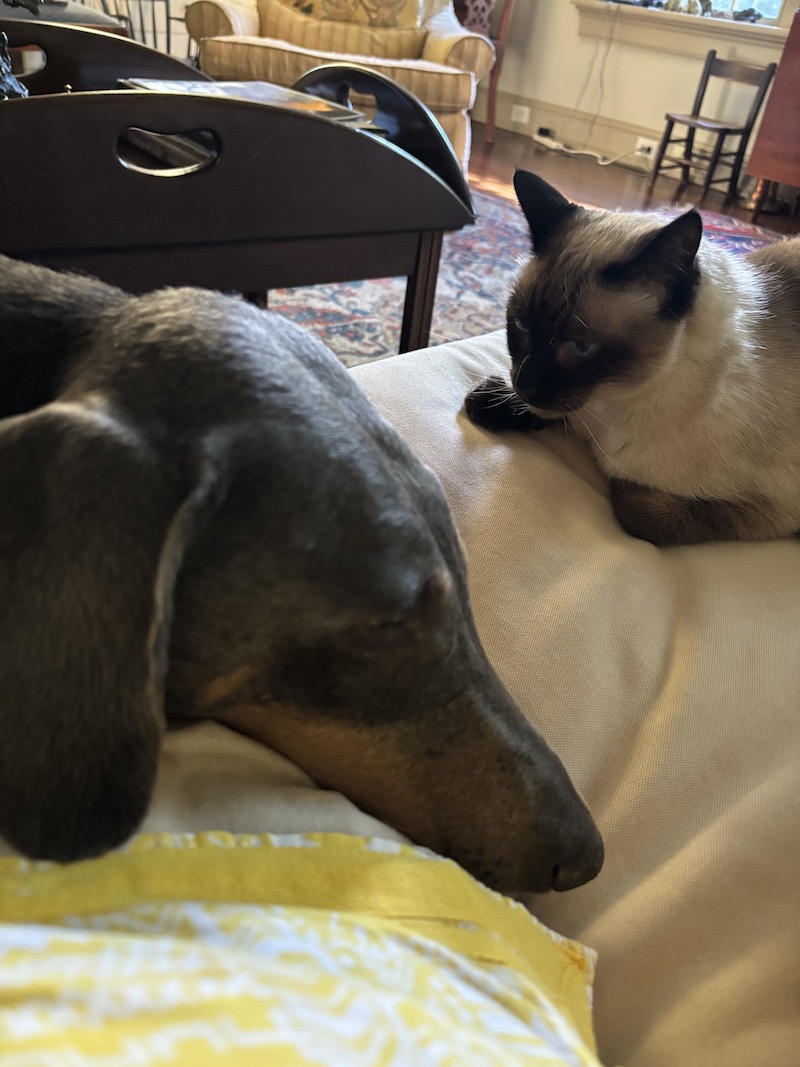 Pets Dobie and cat on pillow Donnan