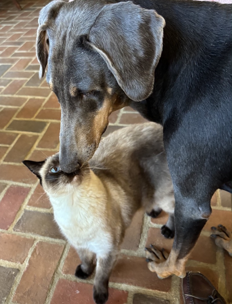 Pets Dobiie nuzzling cat Donnan