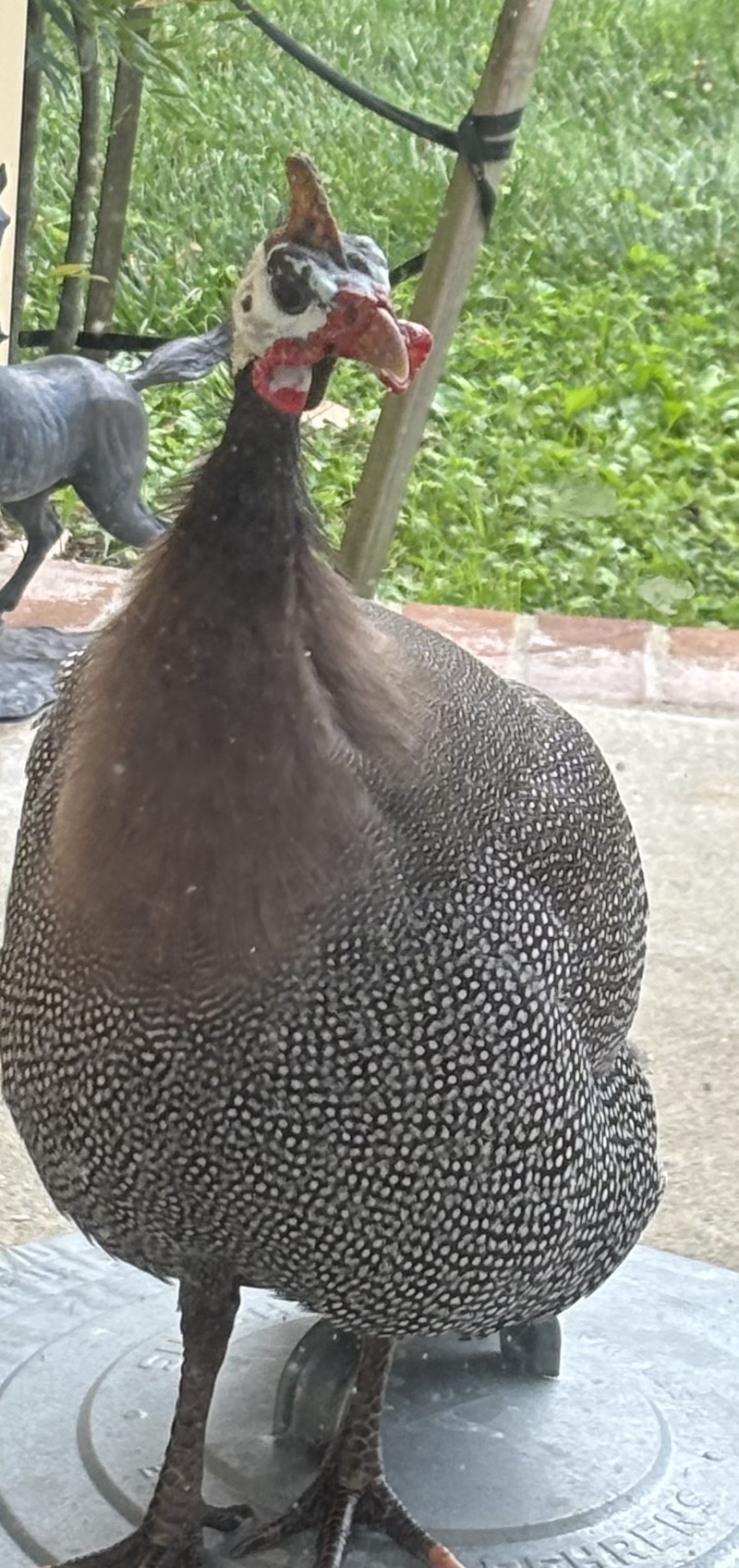 Pets Guinea hen Donnan
