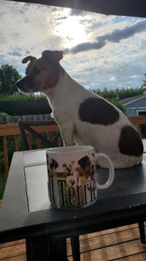 Pets JR w. coffe cup