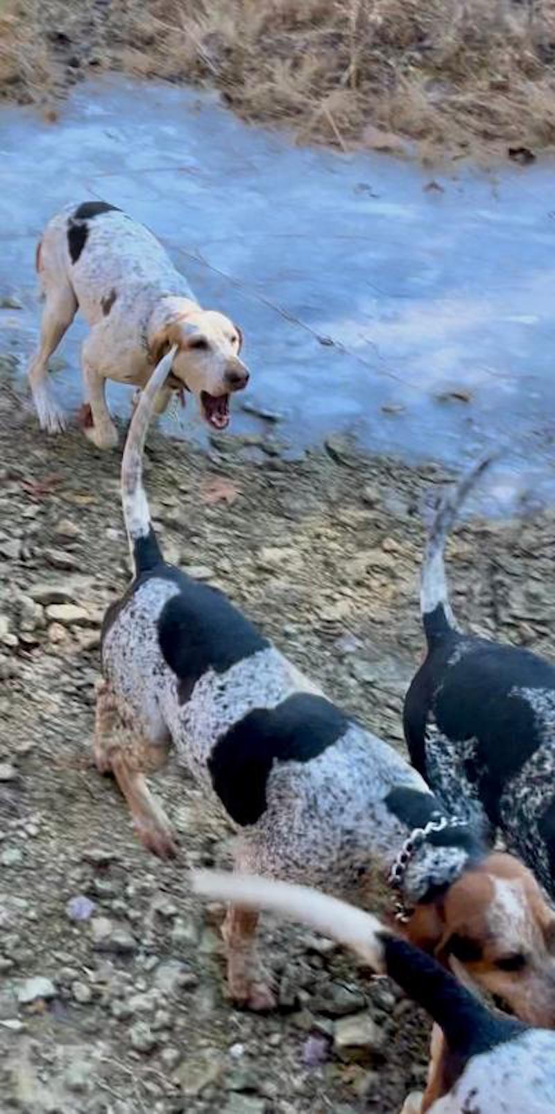 Pets Riverdalefoxhounds