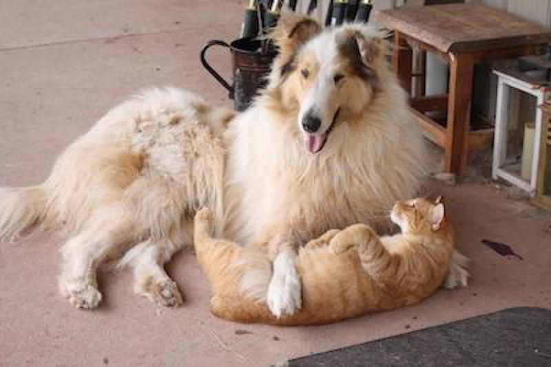 Pets Third collie and cat