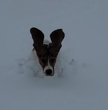 Pets basset in snow