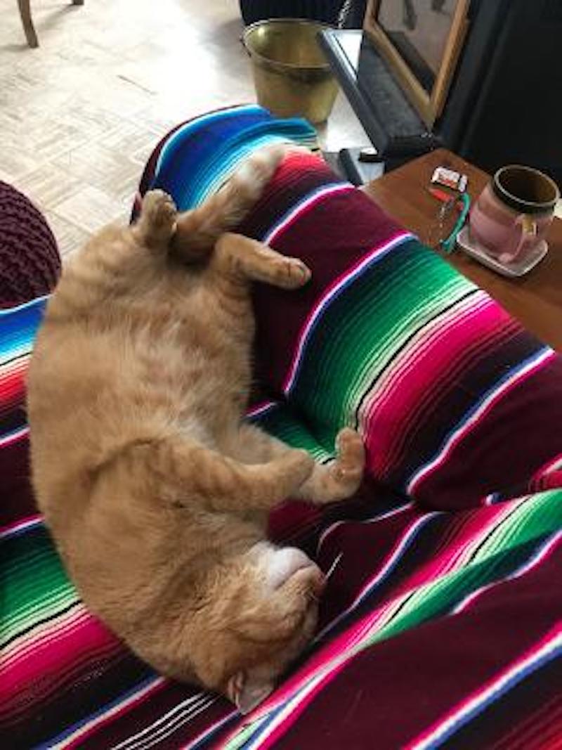 Pets cat on blanket