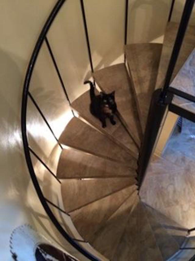 Pets cat on staircase