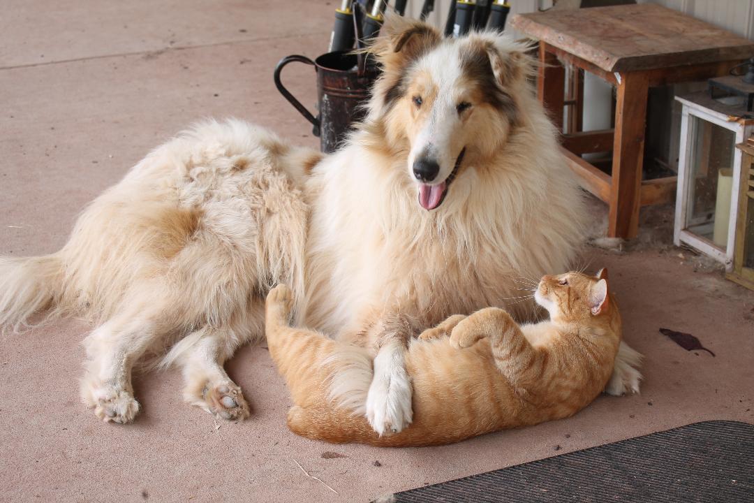 Pets collie and cat