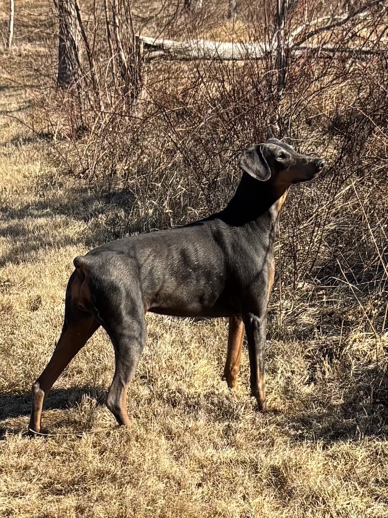 Pets doberman Donnan