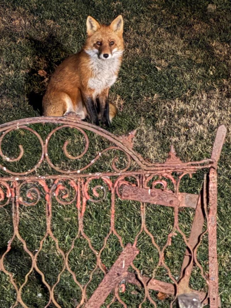 Pets fox by iron gate