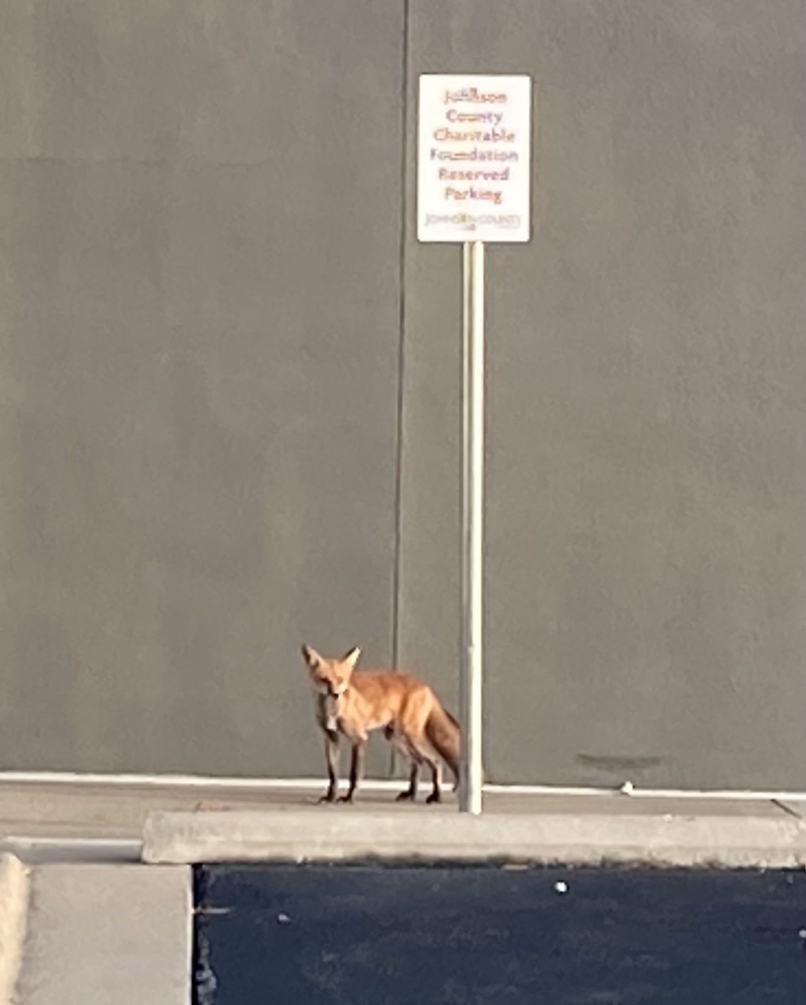 Pets fox standing