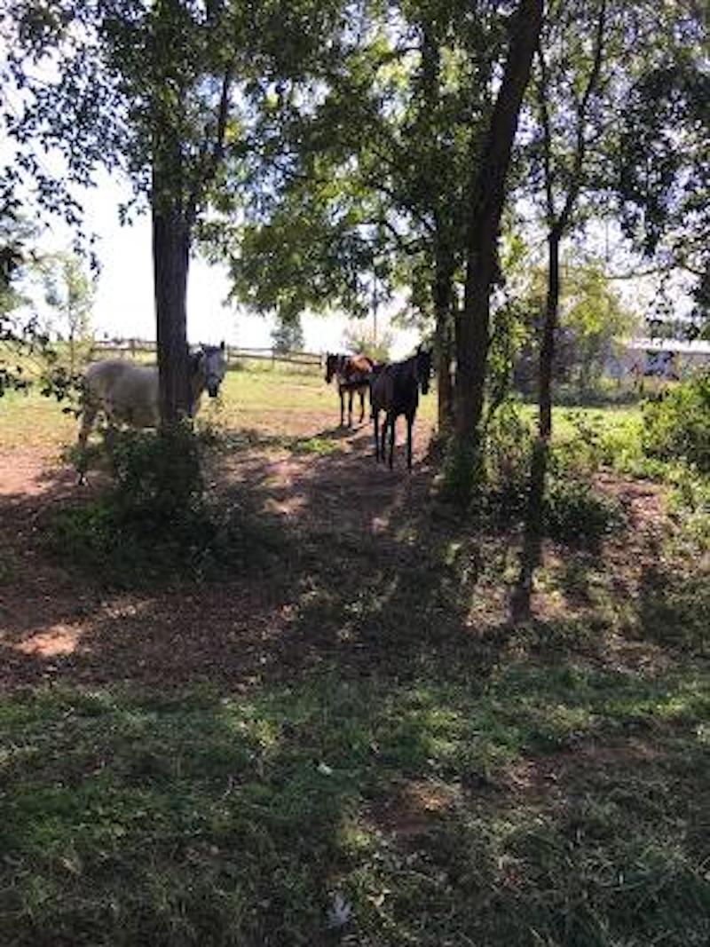 Pets horses in shade