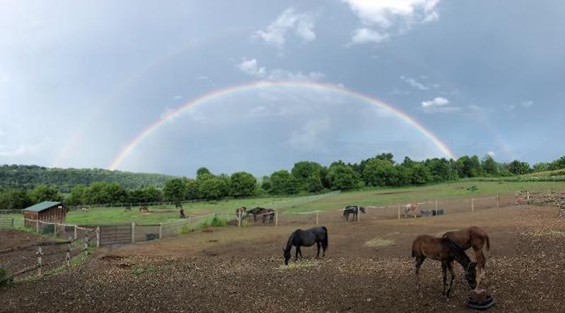 Pets rainbow horses Trauger