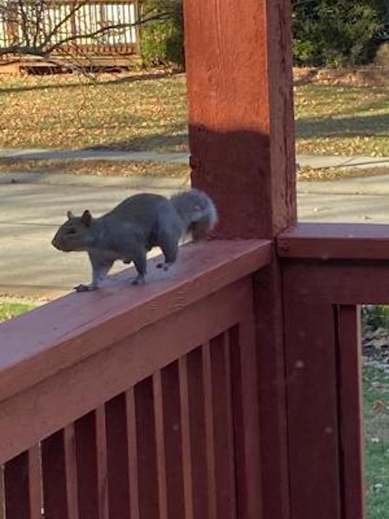Pets squirrel on railing Harsh