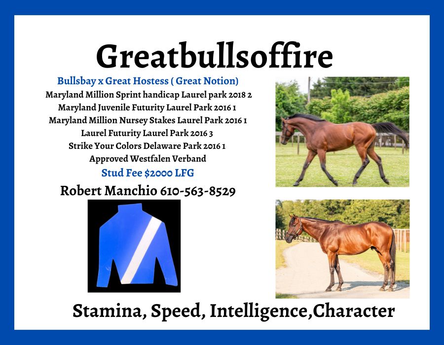 GreatBullsOfFire stallion 900x500