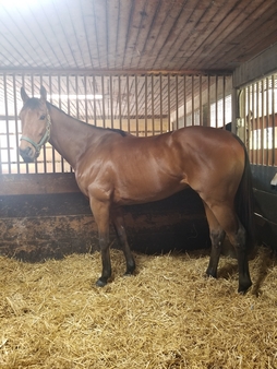 Ranger 1 Thunderbolt