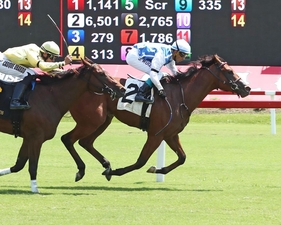 TokTok Coady Photography