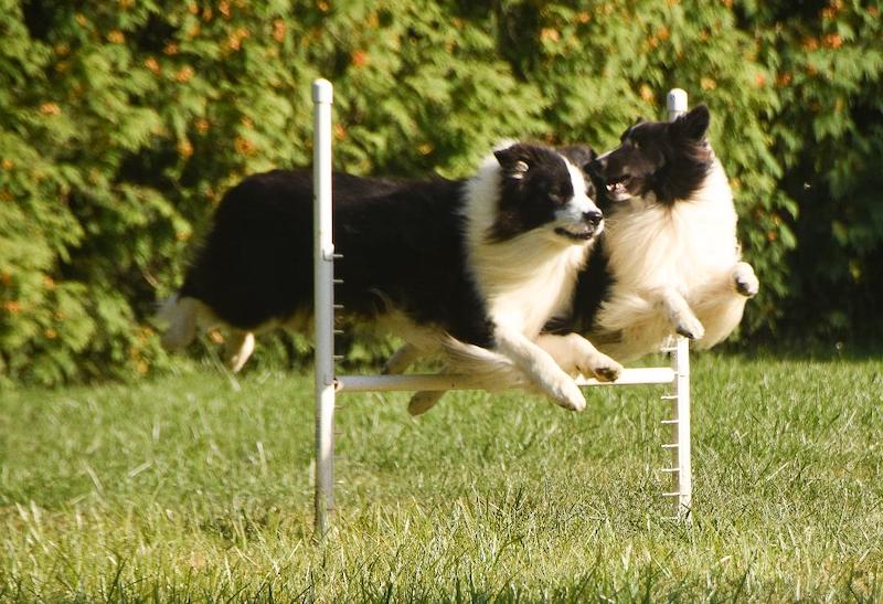 action collies jumping DianneRose