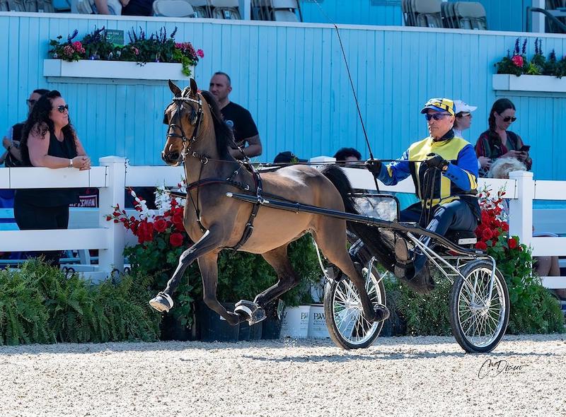 action hackney trotting Diccio