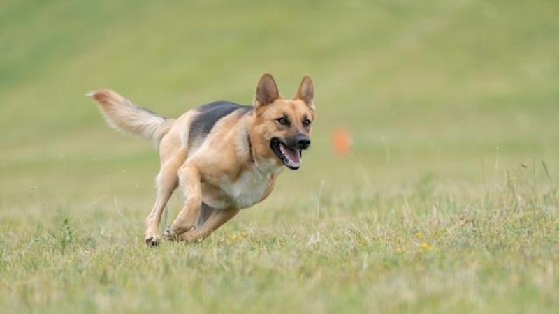 action sheppard running Sharpe