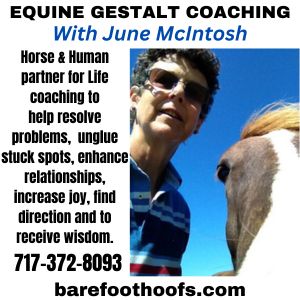 Equine Gestalt Coaching-Julie