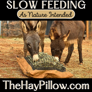 The Hay Pillow-Fall 2023