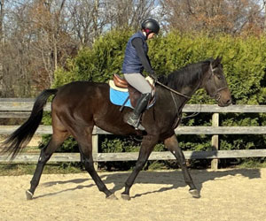 Equine Rescue Image 300x300